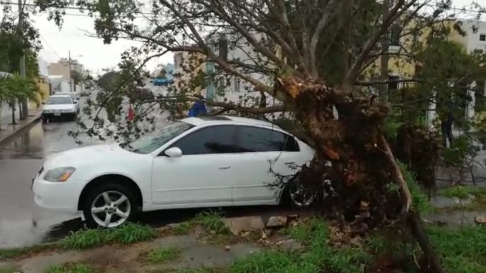 "Se le cayó el árbol"