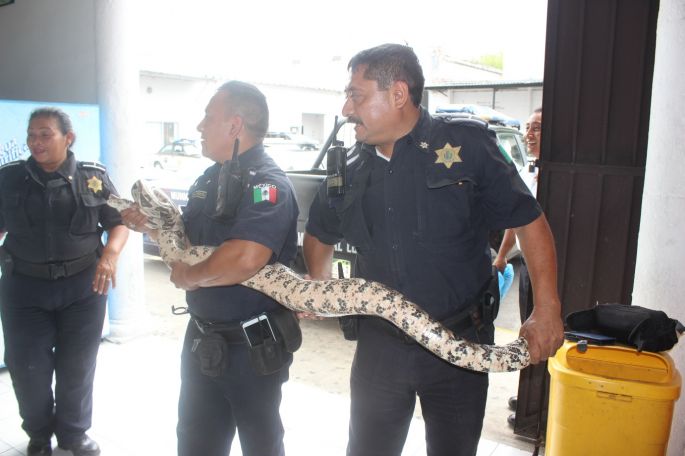 Capturan boa de más de dos metros en casa particular.