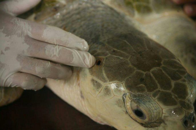 Encuentran Tortuga Lora herida, pero ya se recupera: Semarnat.