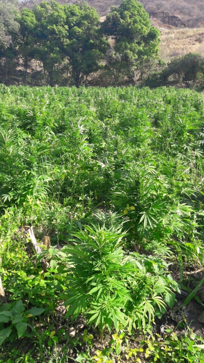 Queman más de 60 mil plantas de mota.