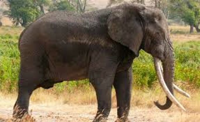 Un elefante pisotea a su domador hasta matarlo.