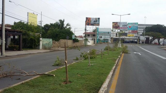 Hechos aislados, dice el alcalde de la tala de árboles en avenida del norte de la ciudad.