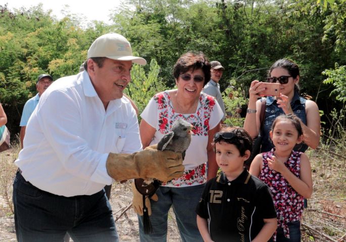 Rescatan, rehabilitan y liberan ejemplar de gavilán o aguililla gris.