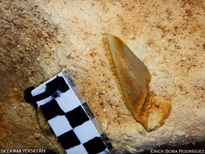 Hallan fósil de tiburón prehistórico en Yucatán.