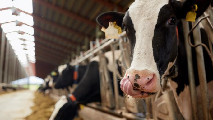 México suspende importaciones de productos lácteos colombianos debido a fiebre aftosa.