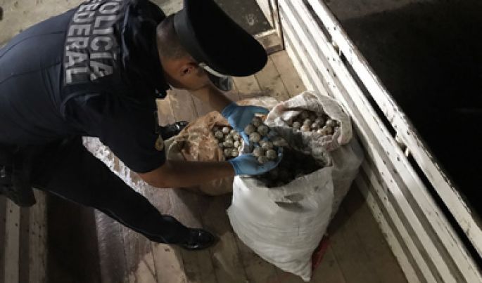 La Policía Federal incauta más de 2 mil 500 huevos de tortuga en Santa María Tonameca, Oaxaca.