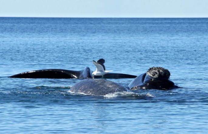 Canadá ordena a los barcos reducir su velocidad, para proteger a las ballenas negras