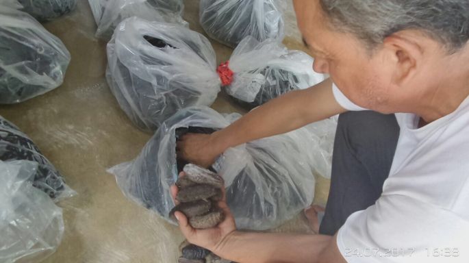 Involucrados policías municipales de Progreso en el robo de pepino de mar.