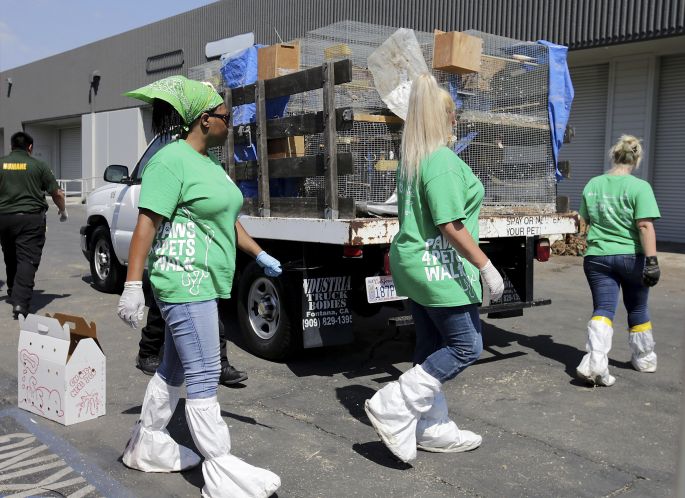 Hallan 1.000 animales muertos en un almacén cerca de Los Ángeles.