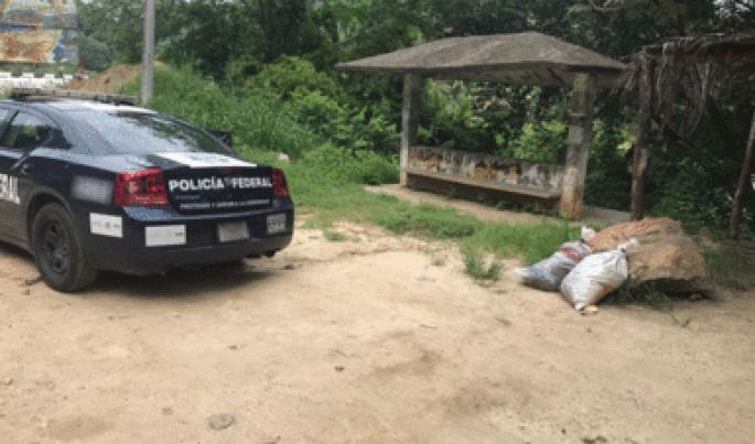 En Oaxaca, Policía Federal impide la comercialización de más de 2 mil huevos de tortuga marina