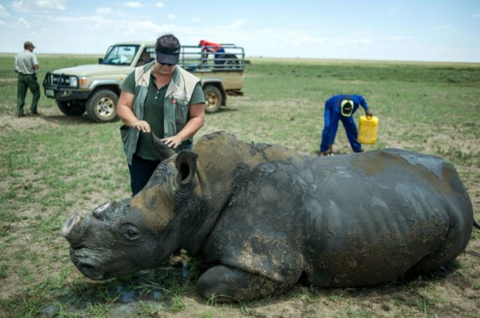 Polémica por una subasta de cuernos de rinoceronte en Sudáfrica