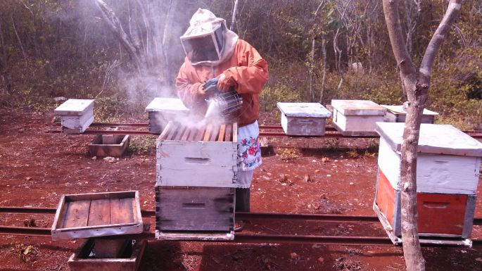 Fortalece SAGARPA producción apícola yucateca con transferencia de tecnología.