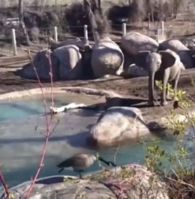 Pelea entre elefante y ganso se vuelve viral en redes sociales, tras inesperado final.
