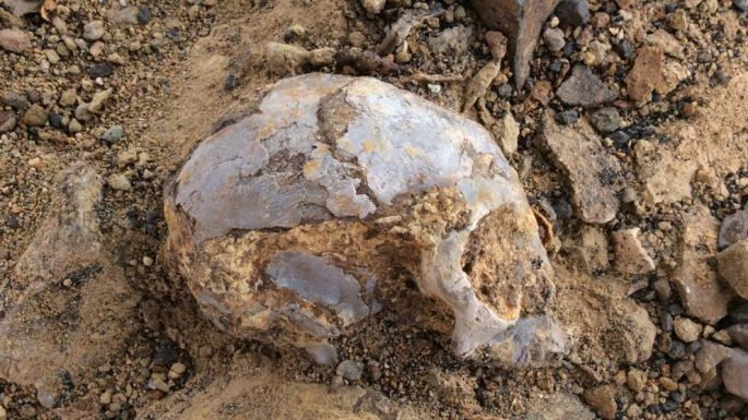 Un cráneo de 13 millones de años arroja luz sobre la evolución de los primates