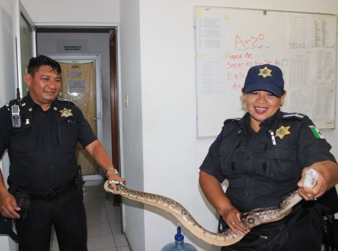 Encuentra la policía municipal de Mérida, una Boa en calles del Centro Histórico.