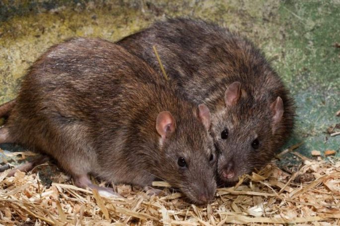 Una adolescente discapacitada francesa fue atacada por un grupo de ratas mientras dormía.