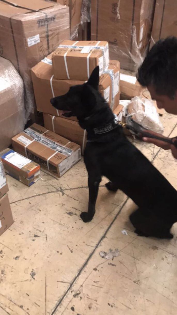 Binomios caninos de la AIC detectan y aseguran estupefaciente en Jalisco, Quintana Roo y Estado de México