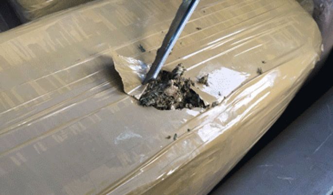 En Jalisco, la Policía Federal evita la distribución de más de media tonelada de marihuana
