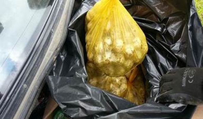 En Jalisco, la Policía Federal impide la comercialización de mil huevos de tortuga marina
