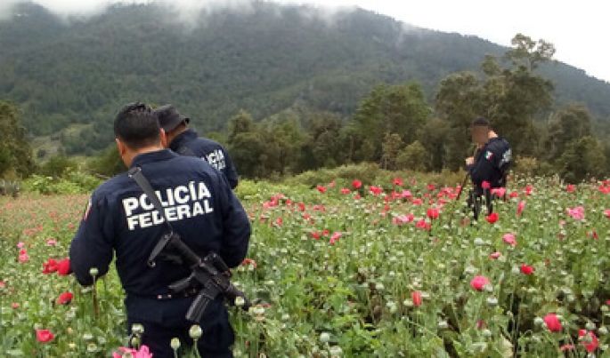La Policía Federal destruye seis plantíos de amapola en Guerrero