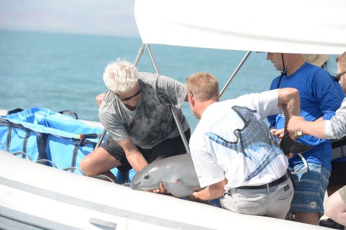 Avanza rescate de la vaquita marina