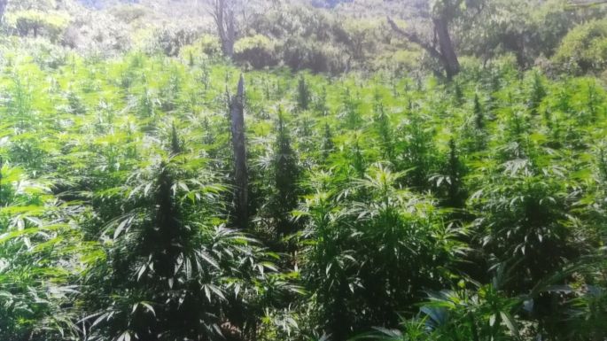 Destruyen 533 mil plantas de mota en Jalisco