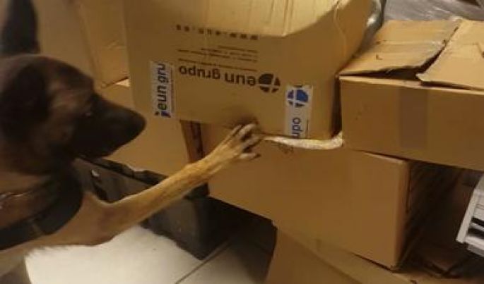 Aseguran binomios caninos remesas de droga en Querétaro y Nayarit