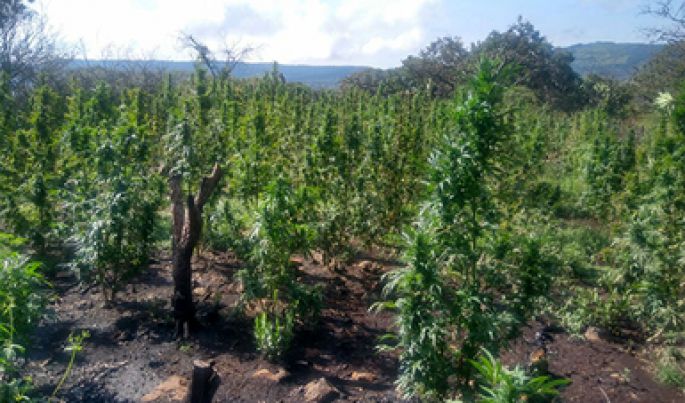 Destruye la PGR más de diez mil plantas de marihuana localizadas en 15 plantíos en Zacatecas