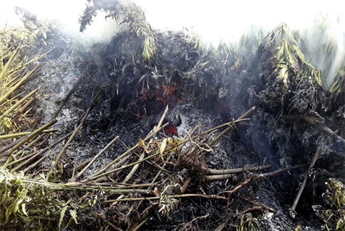 Incineran más de 700 mil plantas de marihuana en Tequila, Jalisco
