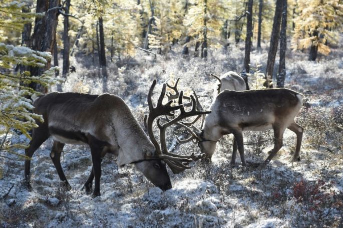 Crean en Canadá un área protegida para el caribú del bosque
