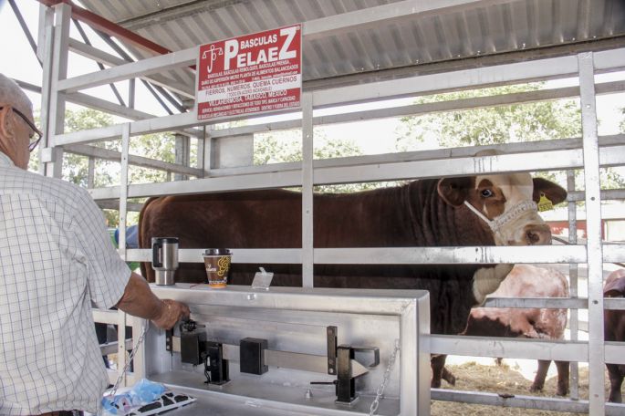 Arranca el pesaje de ganado Beefmaster en X´Matkuil