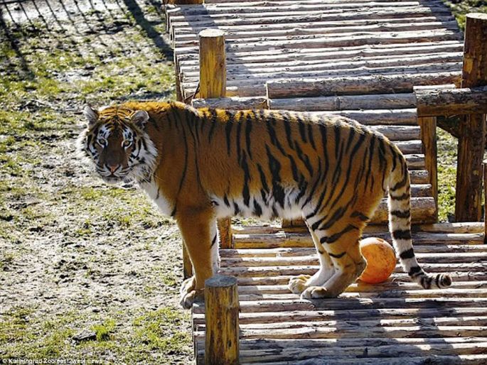 Imagen del momento en que una cuidadora es atacada por un tigre en un zoo de Rusia 