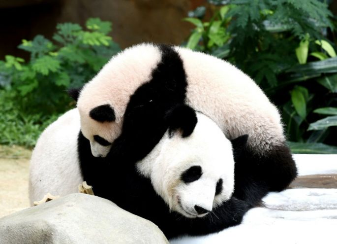 Nace un segundo panda gigante en Malasia