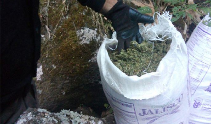 La PGR-AIC aseguran marihuana en Ixtlán del Río, Nayarit