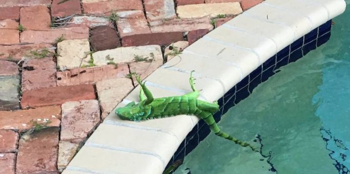 Llueven iguanas congeladas en Florida