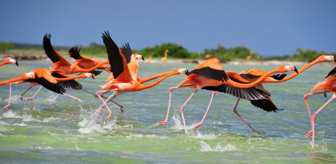 Investigadores y ambientalistas estudiarán comportamiento del Flamenco Rosado