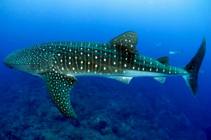  Disponible ya, la consulta pública del proyecto de norma sobre observación y nado con tiburón ballena