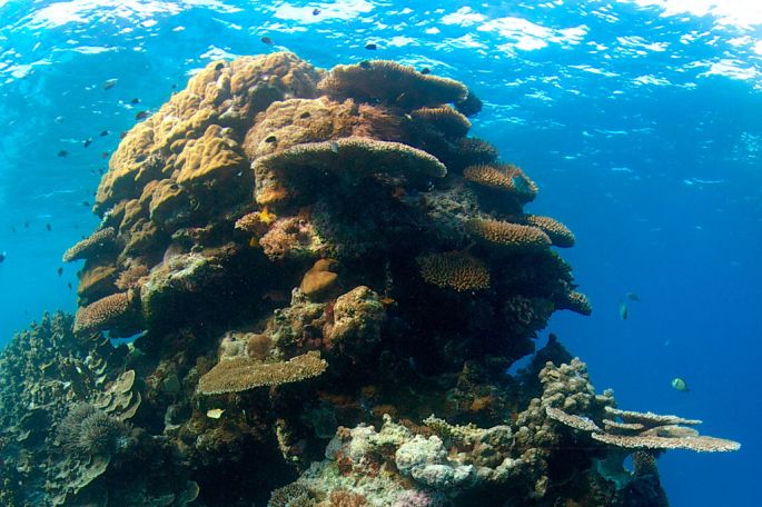 2018: El Año Internacional de los Arrecifes de Coral