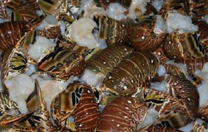 Inicia veda de langosta en Yucatán