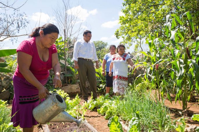 Familias yucatecas prosperan con sus Huertos de Traspatio