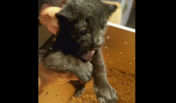 La Policía Federal asegura cachorros de tigre y jaguar en el Aeropuerto Internacional de Tijuana