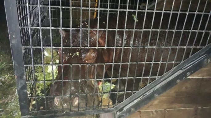 La Profepa captura a hipopótamo abandonado en Veracruz