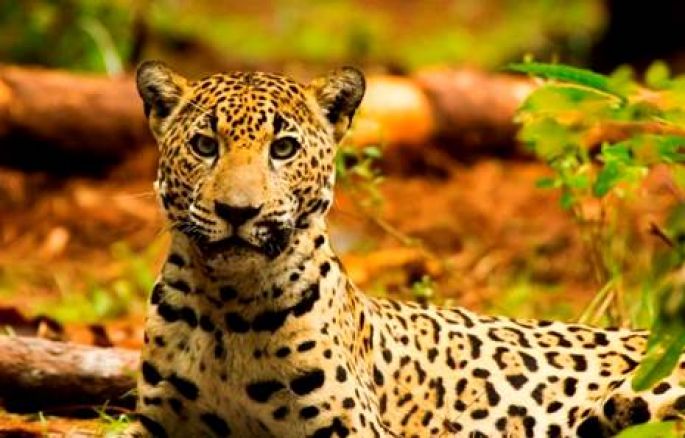 México presenta acciones para conservar al jaguar ante las Naciones Unidas