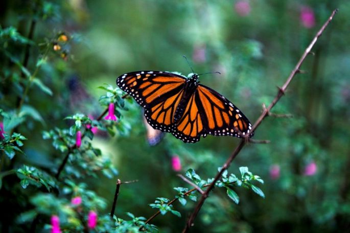 La superficie de la mariposa monarca en México cae 14.7% por huracanes