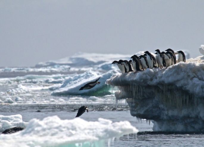 Hallan más de 1.5 millones de pingüinos adelaida en el océano Antártico