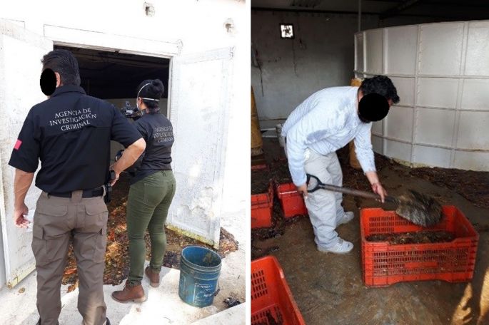 Decomisa la PGR más de una tonelada de pepino de mar en Campeche