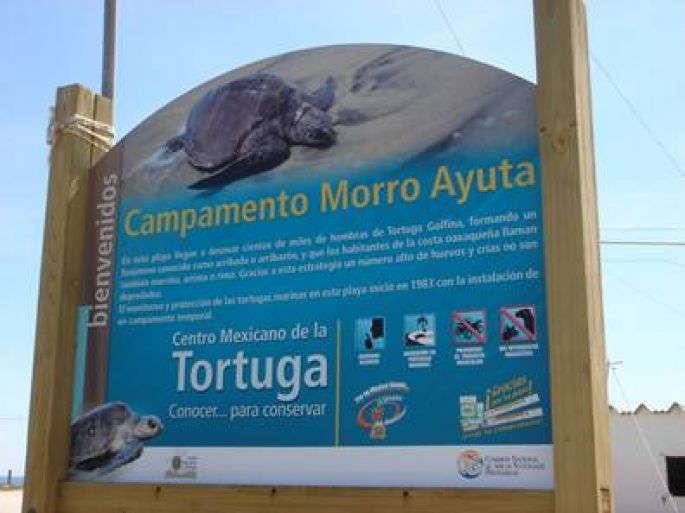 Se destinan 30 hectáreas de playa para la conservación de la tortuga marina en Oaxaca