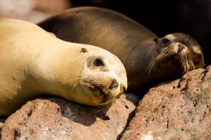 Suspensión temporal de nado y buceo con lobo marino en Archipiélago Espíritu Santo