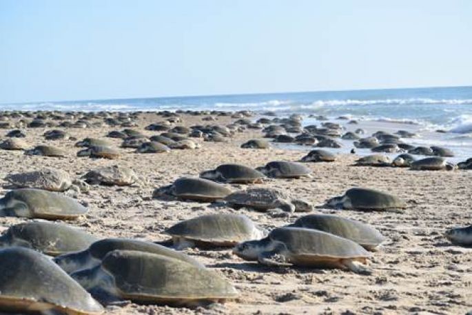 Tortugas lora registran la arribazón más numerosa desde 2011 en el Santuario de Rancho Nuevo