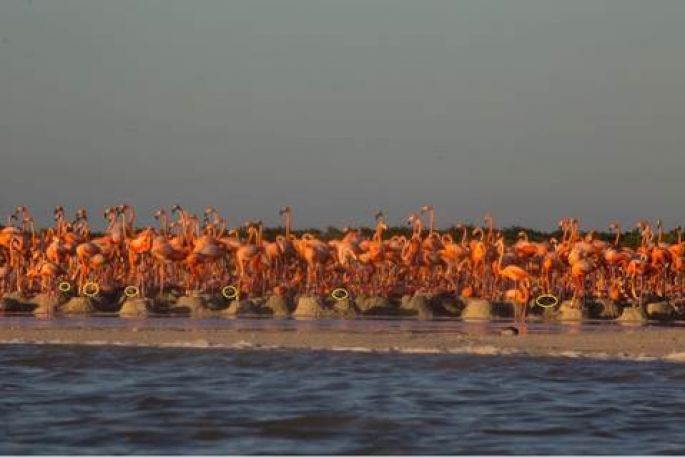 Nacen los primeros polluelos de  flamenco rosado de 2018 en Ría Lagartos   